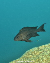 Featherfin cichlids from Lake Tanganyika have an interest... by Moritz Muschick 